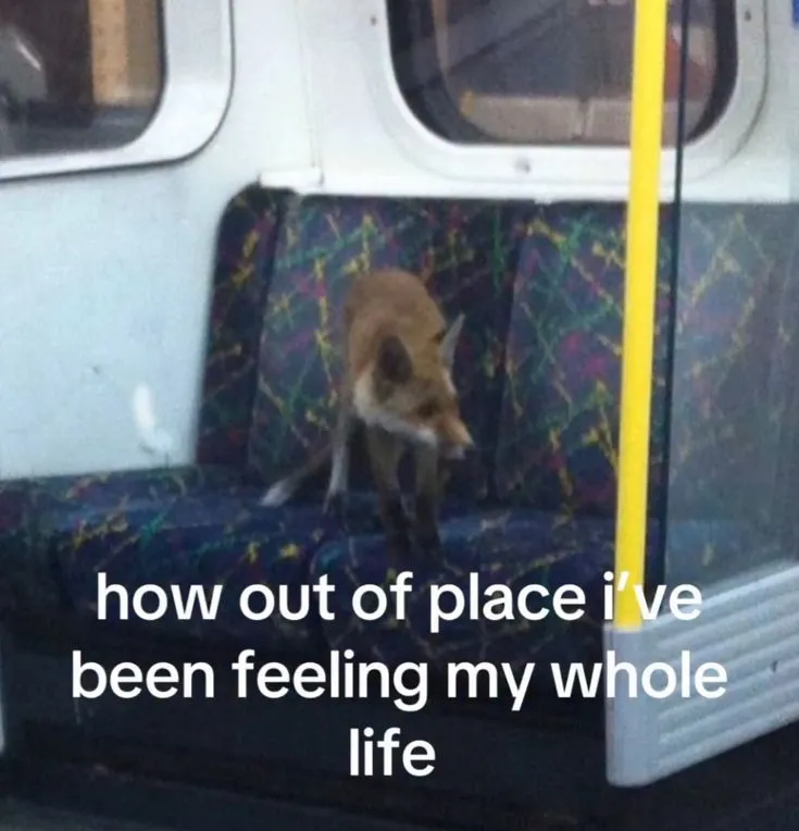 image of a fox standing on a train seat by itself looking sideways. there is text beneath it that says "how out of place i've been feeling my whole life"